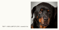 Story of the Dog